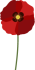vecteur fleur coquelicot 
