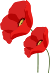 vecteur deux fleurs de coquelicots 