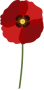 vecteur fleur coquelicot 